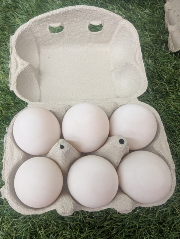 Half a Dozen Duck Eggs